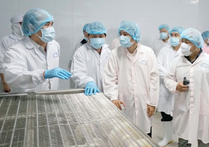 Trồng rừng đước nuôi tôm