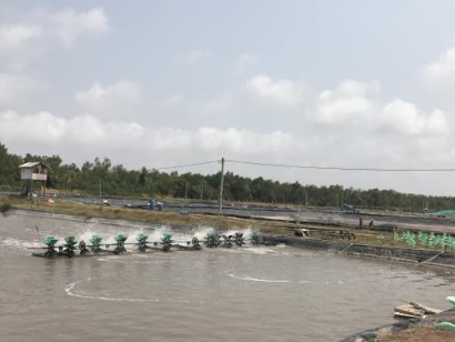 Từ Đề án thí điểm tiết kiệm điện trong nuôi tôm - Bài cuối Nhìn từ mô hình ở Sóc Trăng
