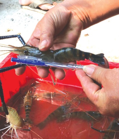 Bình Thuận Tôm càng xanh và định hướng vùng chuyên canh ở Bắc Bình