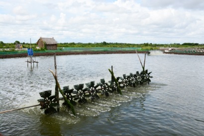 Cách nuôi tôm nước lợ mùa nắng nóng