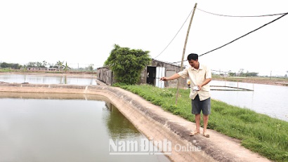 Nam Định Phát triển nuôi tôm bền vững bằng công nghệ vi sinh