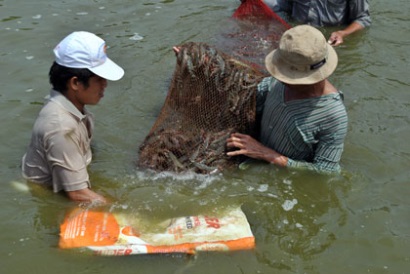 Tiền Giang Sản lượng và diện tích nuôi thủy sản ở huyện Tân Phú Đông tăng qua từng năm