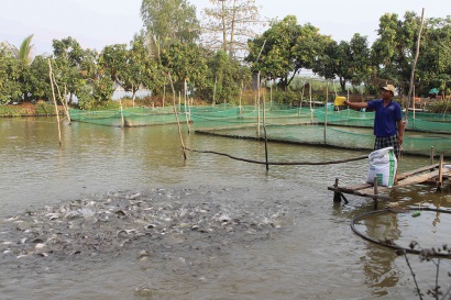 Tránh ‘tăng trưởng nóng’ trong nuôi và chế biến cá tra xuất khẩu