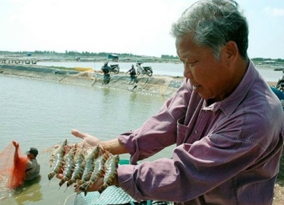 Bí quyết nuôi tôm sú, thu tiền tỷ của lão nông Đồng Tháp