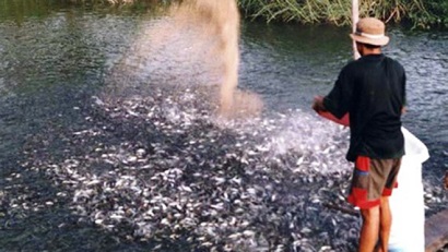 Siết chặt nuôi cá tra tự phát