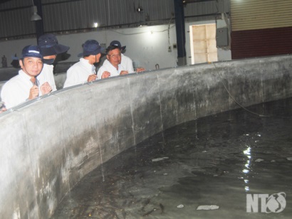 Ninh Thuận Đẩy mạnh sản xuất tôm giống ứng dụng công nghệ cao