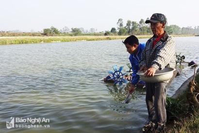 Nông dân Yên Thành nuôi cá rô phi VietGAP đạt sản lượng 20 tấnha