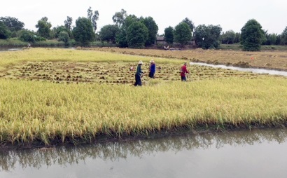 Bến Tre Mô hình lúa - tôm Hướng đi bền vững cho nông dân xã An Nhơn