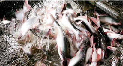 Nóng giá cá tra do nguồn cung khan hiếm, giá tôm giảm mạnh