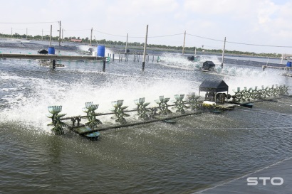 Giải pháp nuôi tôm nước lợ trước tình hình biến động giá