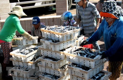 Quảng Nam Vụ cá Nam được giá nhưng sản lượng sụt giảm