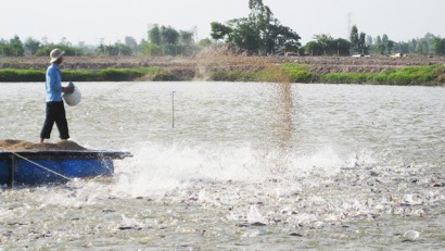 Hướng đến mô hình liên kết sản xuất giống cá tra bền vững