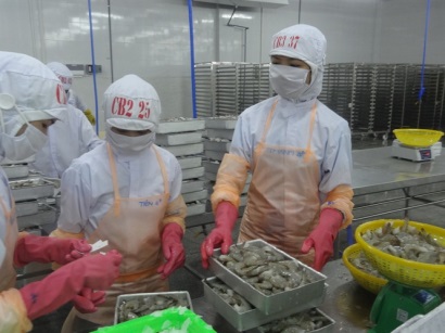 Giá tôm đã tăng trở lại