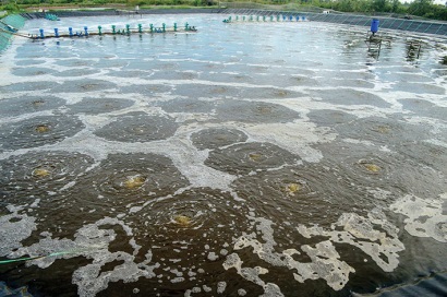 Giải pháp bền vững trong nuôi tôm thâm canh, siêu thâm canh