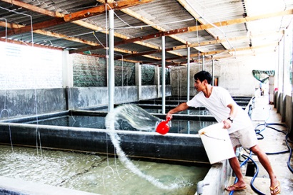 Sản xuất ngao giống 2 cồi Sẽ đề xuất hướng quản lý