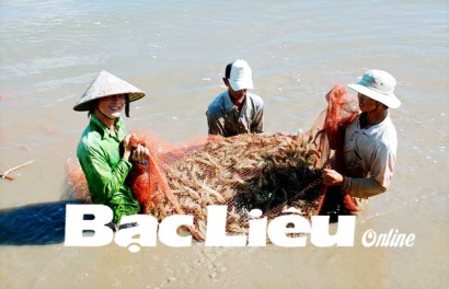 Đầu tư vốn cho con tôm Cần xây dựng chuỗi giá trị