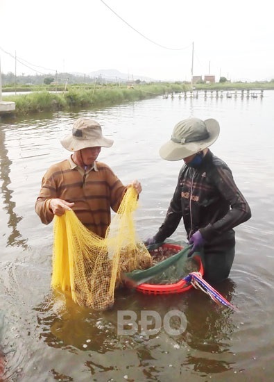 Nuôi tôm an toàn sinh học Dịch bệnh giảm, năng suất tăng