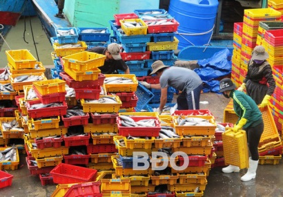 Phù Cát (Bình Định) 6 tháng, khai thác 22.000 tấn hải sản