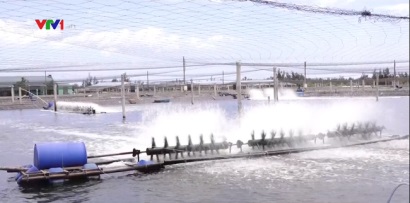 Cần phát huy hiệu quả khu nuôi tôm sạch công nghệ cao