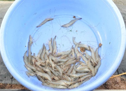 ĐBSCL Tôm tươi, có nguồn gốc được mua giá cao