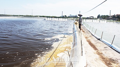 Nam Định Quan tâm đầu tư phát triển hạ tầng vùng nuôi tôm tập trung