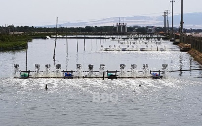 Bình Định Tăng cường phòng, chống dịch bệnh tôm nuôi