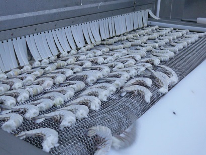 Cà Mau Huy động mọi nguồn lực để phát triển bền vững ngành tôm