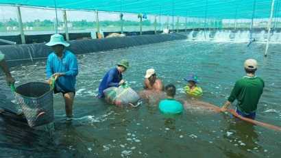 Cà Mau Phấn đấu xuất khẩu tôm đạt 2,5 tỷ USD