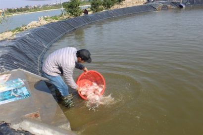 Khởi nghiệp thành công nhờ liên kết nuôi cá theo công nghệ Isarel
