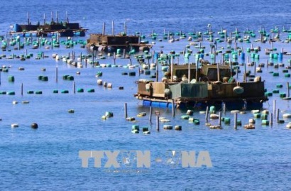 Phú Yên chuyển dịch cơ cấu ngành thủy sản theo hướng tăng giá trị nuôi trồng