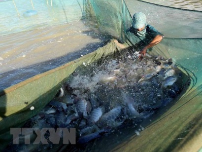 Xác định hai nhóm vấn đề ngành thủy sản cần tập trung giải quyết