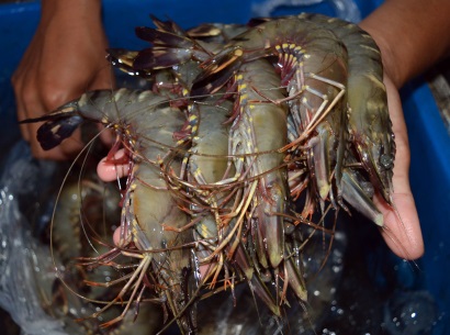 Đã đến thời của tôm sú hữu cơ!