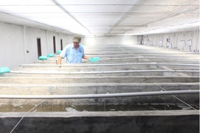 Vĩnh Tân (Tuy Phong, Bình Thuận) Nuôi tôm gặp khó do thời tiết