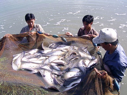 Hậu Giang Sản lượng thủy sản đạt 26.303 tấn