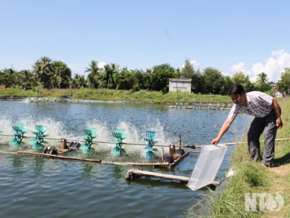 Ninh Thuận Nuôi tôm nước lợ kỳ vọng vào những tháng cuối năm