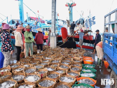 Ninh Thuận Ngư dân Thuận Nam trúng cá cơm đầu vụ Nam