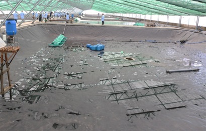 Người nuôi tôm ‘treo ao’ chờ giá