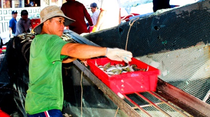 Khai thác hải sản đối mặt nhiều khó khăn