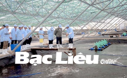 Bạc Liêu Những mô hình nuôi tôm mang lại hiệu quả cao