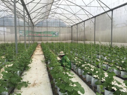 An Giang Phát triển nông nghiệp công nghệ cao… thuận lợi và thách thức