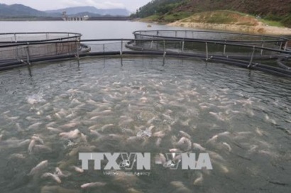 Nuôi cá lồng bằng công nghệ mới hiệu quả kinh tế cao ở huyện Yên Bình