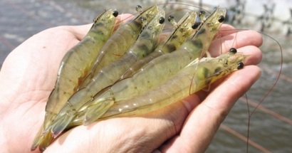 Bộ NNPTNT Giá tôm sẽ tiếp tục tăng, xuất khẩu cá tra vẫn tích cực