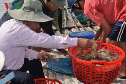 Nuôi tôm siêu thâm canh thu tới 50 tấnha mỗi vụ ở Cà Mau