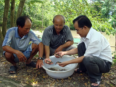 Hậu Giang Giá cá giống tăng nhẹ