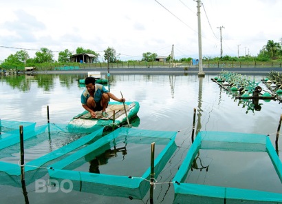 Bình Định Tăng cường phòng, chống dịch bệnh tôm nuôi