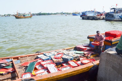 Quảng Trị Vụ cá Nam năm 2018 sản lượng đạt hơn 14.251 tấn