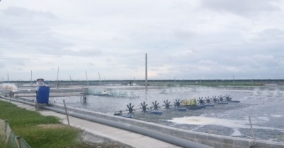 Thái Bình Phát triển nuôi tôm công nghệ cao đảm bảo an toàn sinh học