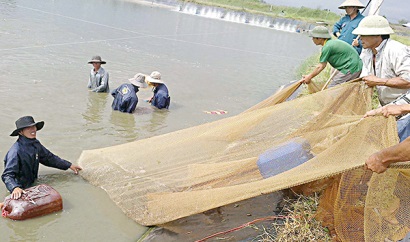 Nuôi tôm thẻ công nghệ cao Hạn chế dịch bệnh, tăng năng suất