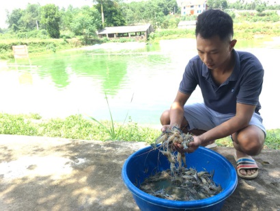 Đổi đời nhờ tôm càng xanh