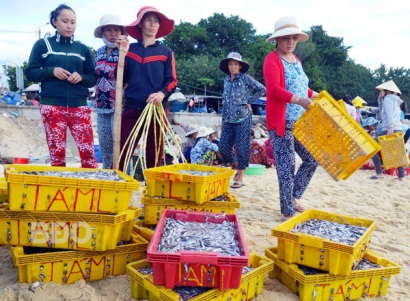 Bình Định Ngư dân Nhơn Lý trúng đậm cá cơm và cá đỏ củ